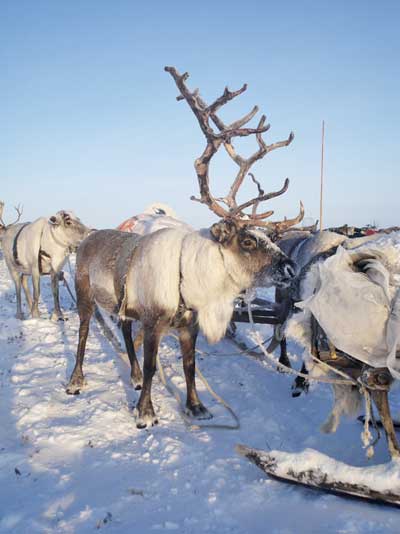 Северная деревушка